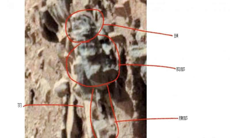 ロモーザー博士が発表した昆虫の化石らしき画像（オハイオ大学/Phys.orgより）